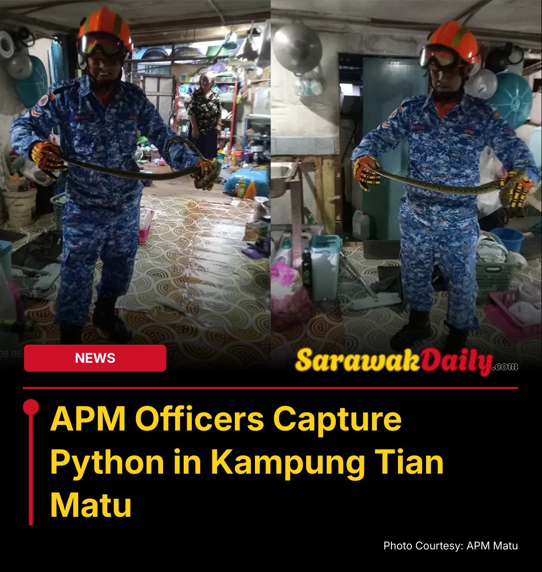 Sarawak_Daily's tweet photo. A python measuring 1.5 metres was captured by APM in Kampung Tian Matu after residents reported its presence. The swift action ensured community safety.
Read more: https://t.co/jXzYH0YzE9
#Matu #KampungTianMatu #Sarawak #SarawakNews #PublicSafety #SarawakDaily #KuchingKing https://t.co/YGg7ngENWC