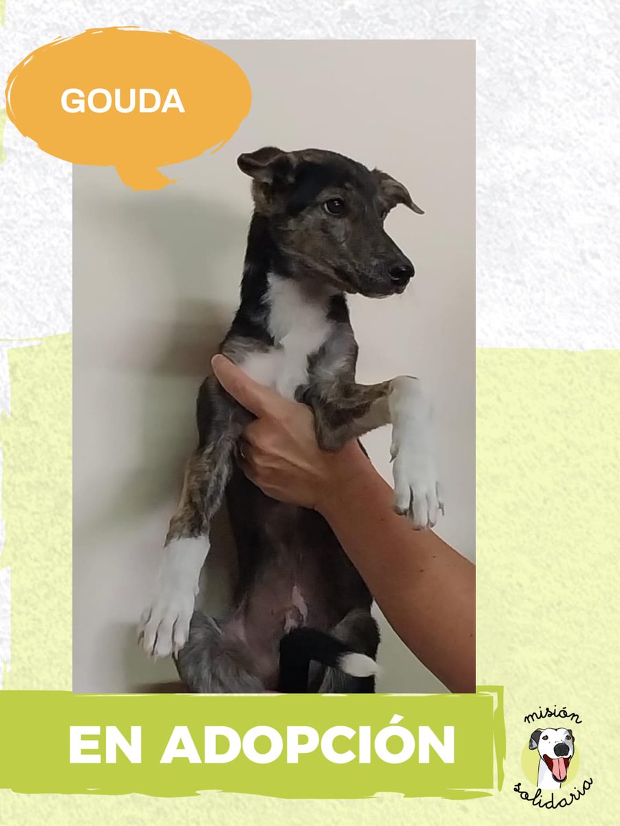 Gouda tiene 4 meses. Está desparasitado y es mix de galgo, será de tamaño mediano/grande. Listo para encontrar una familia, te está esperando para darme mucho amor
Zonas CABA y GBA
Queres adoptarlo? Escribime!
misionsolidariatwitter@gmail.com
Asunto: Quiero mi gouda!
Rt porfa