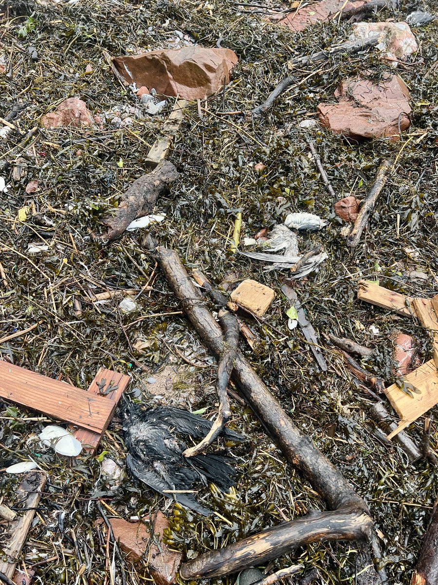 Me&ThePlasticSea tweet media