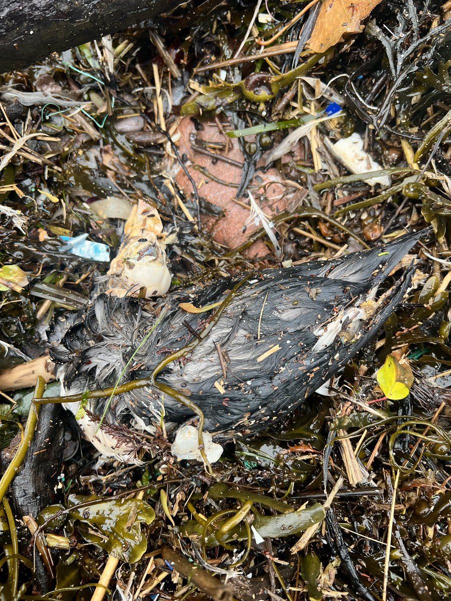 Me&ThePlasticSea tweet media