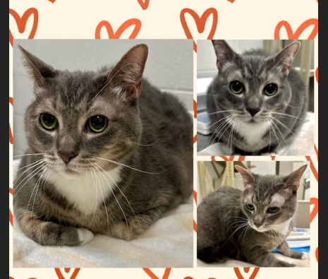 HollywoodDogs's tweet photo. Squishmellow, an 8-year-old gray tabby at a full shelter in #Derwood, #MD, needs a forever home, a foster home, or rescue https://t.co/cjm0HN1SyK #URGENT #tabby #AdoptableCatofDay 🐱 https://t.co/Y4LgJI0SdY