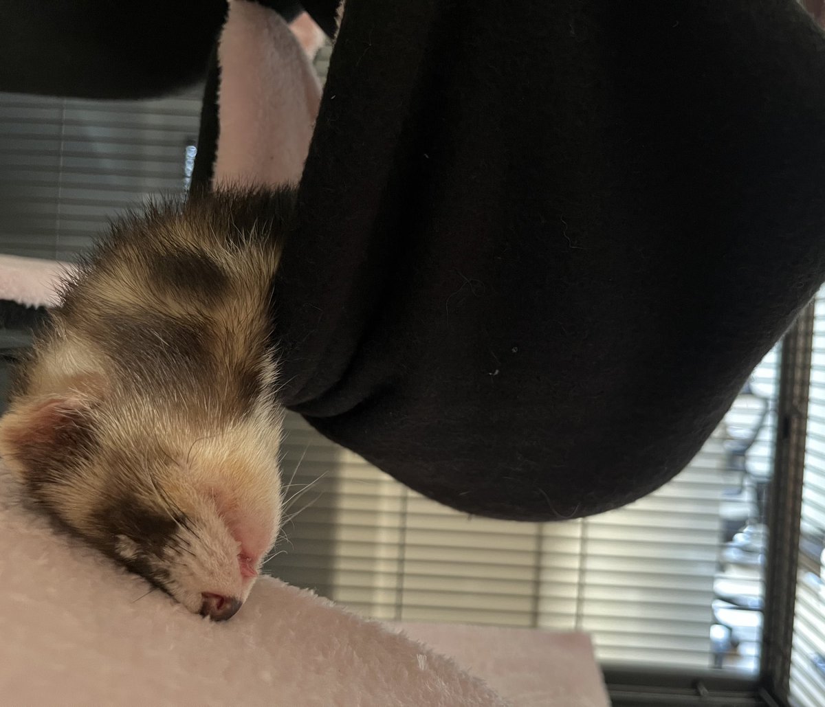 alexottr's tweet photo. Mochi seems to like his new bed xD https://t.co/SsRidRWJvU