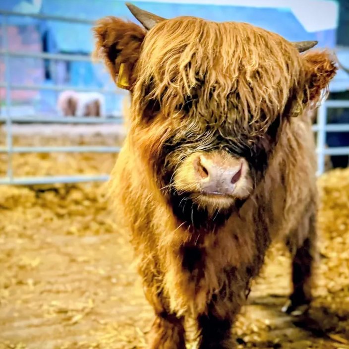 Cow of the Day🐮 tweet media