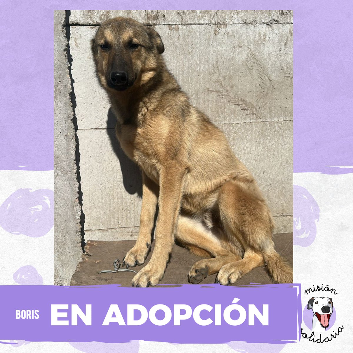 Boris es un mix galgui, tiene 1 año. Es de esos perritos que miramos y no entendemos como aún nadie se enamoro de él. Super cariñoso y comprador.
Zonas CABA y GBA
Queres adoptarlo? Escribime 💖
misionsolidariatwitter@gmail.com
Asunto: Mi perro Boris🥹❤️
RT porfa