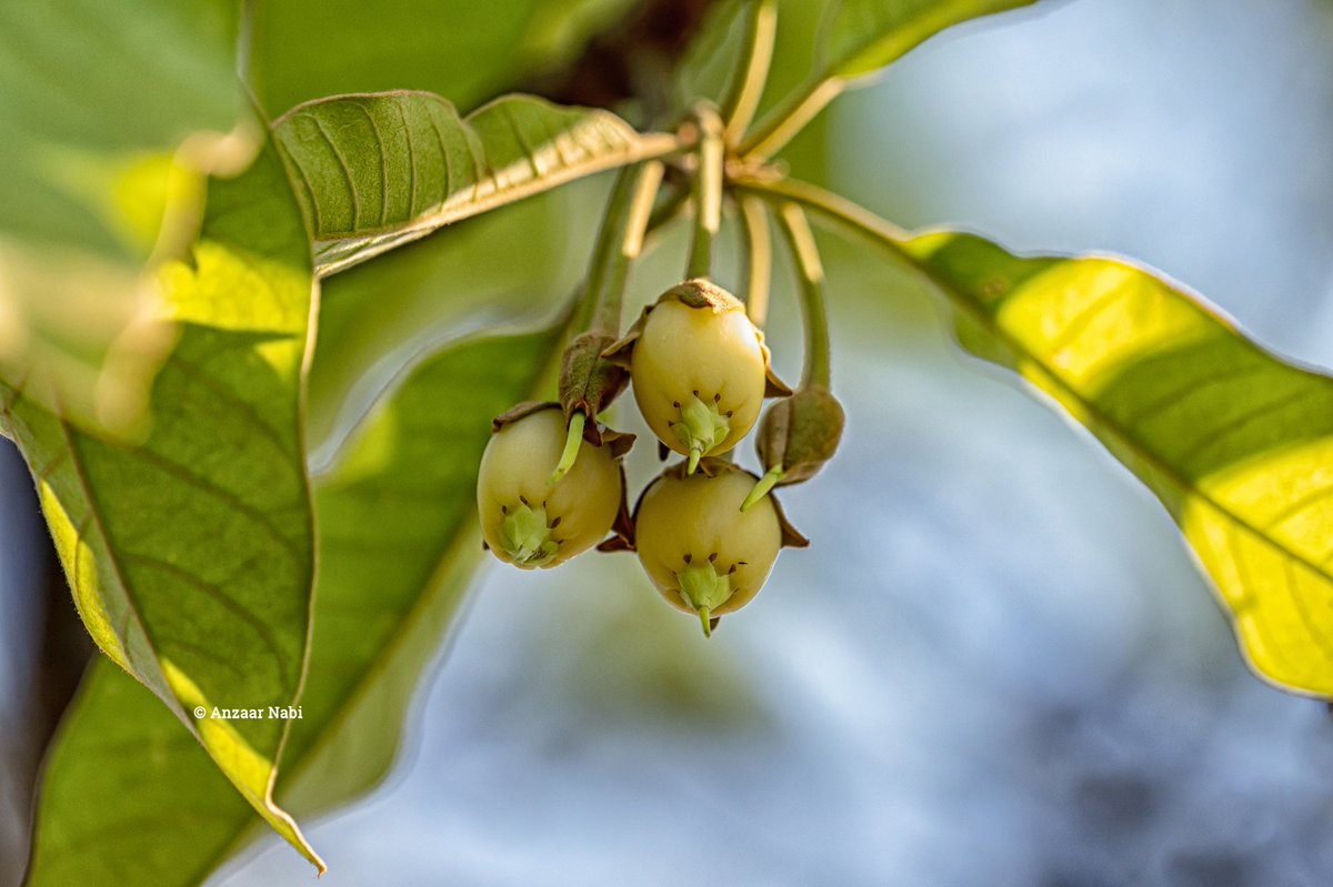 Anzaar Nabi tweet media