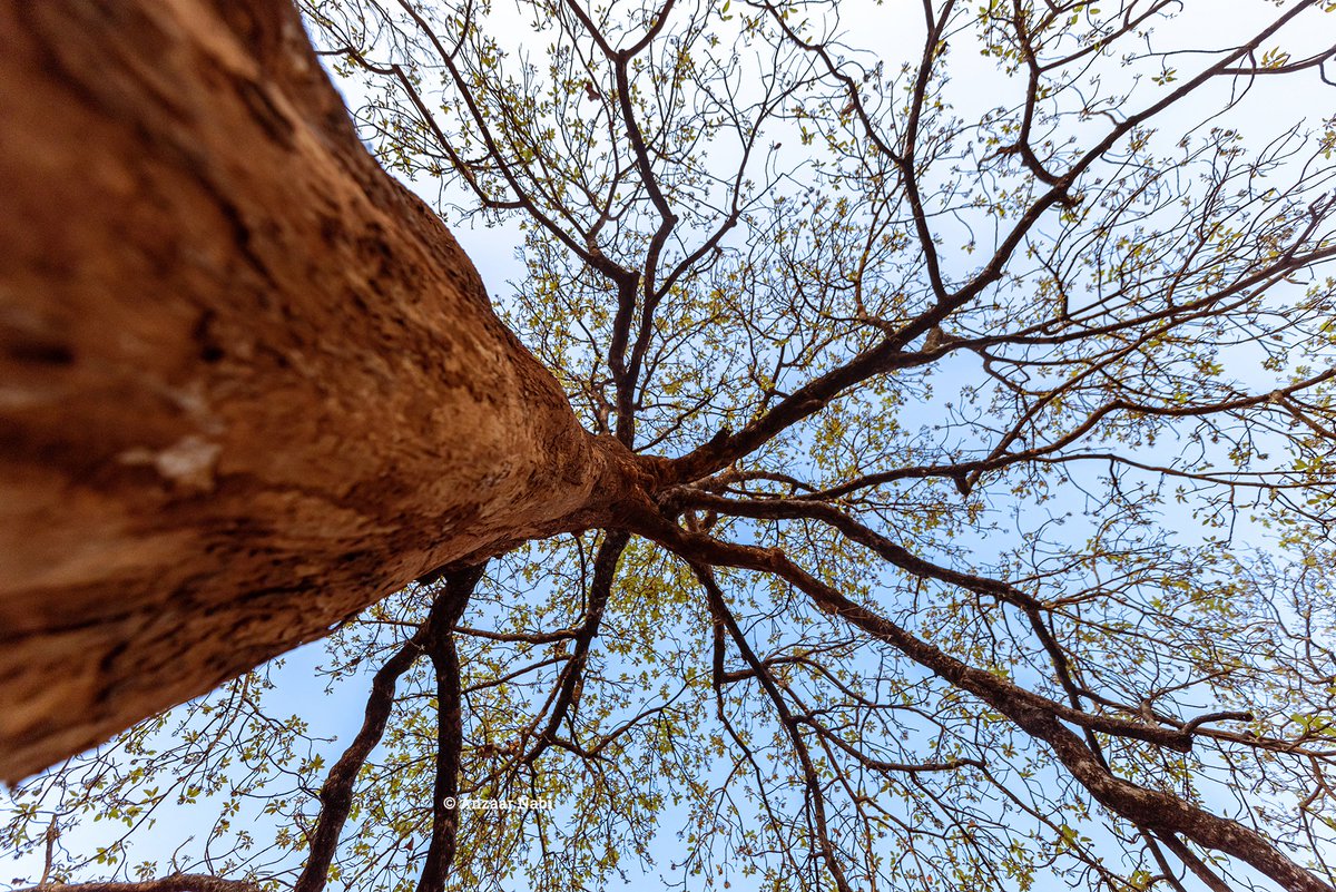 Anzaar Nabi tweet media