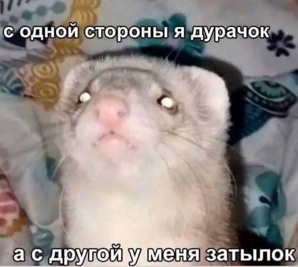 К И Б Е Р Ж Р И Ц А (@lastbirdofsouth) on Twitter photo 