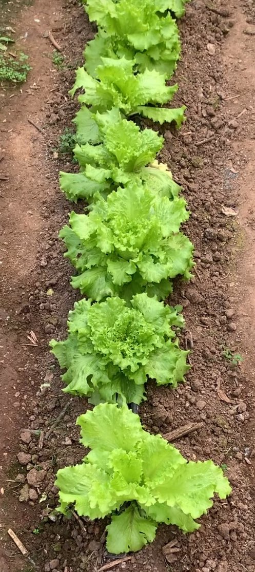Serada doğal yöntemlerle yetiştirdiğim kıvırcıklar