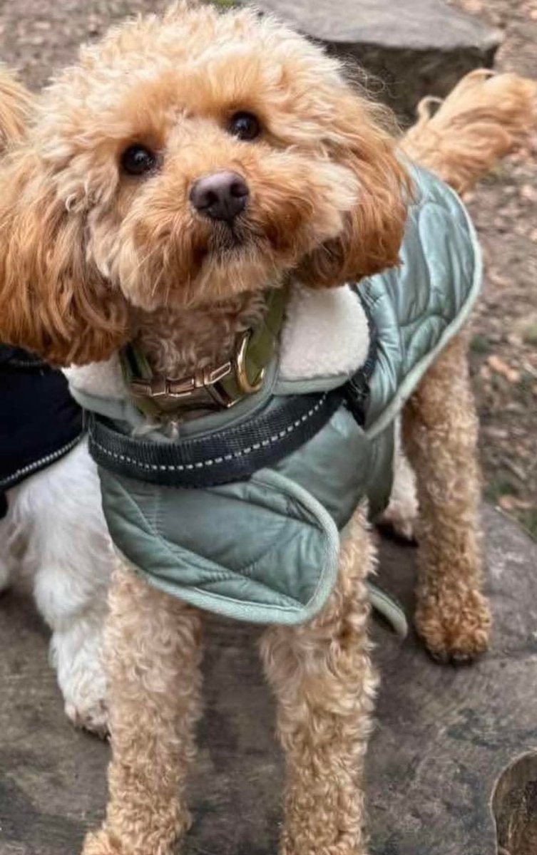 MissingPetsGB's tweet image. Nearly 9 months since Buddy went missing.
He is not forgotte not for a single second.

"I think back to this time last year &amp;amp; he was right here with us. We would never have imagined he wouldn’t be with us now."

Buddy missing since June 2025 from Auchtertool #FIFE #stolendoghour