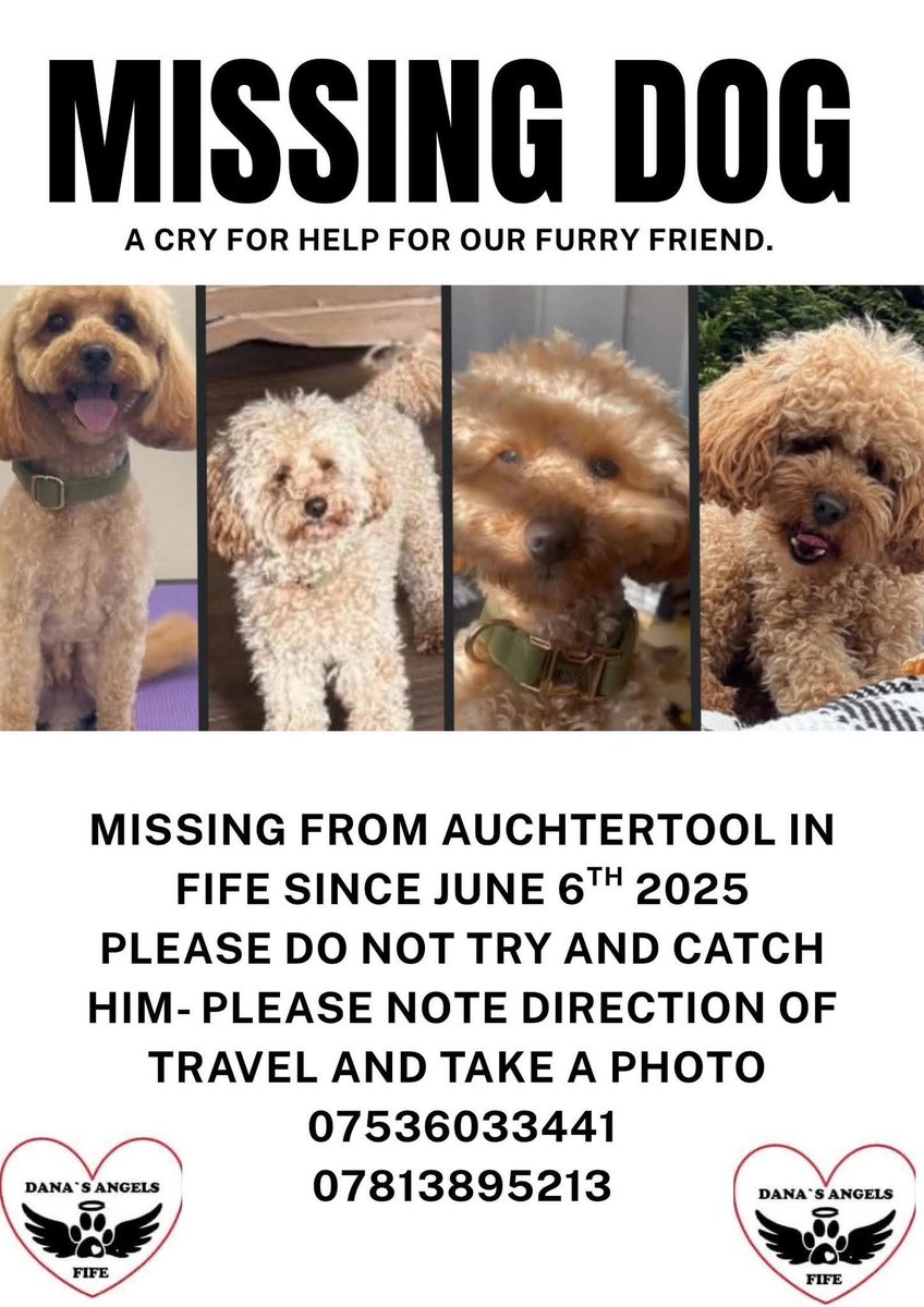 MissingPetsGB's tweet image. Nearly 9 months since Buddy went missing.
He is not forgotte not for a single second.

"I think back to this time last year &amp;amp; he was right here with us. We would never have imagined he wouldn’t be with us now."

Buddy missing since June 2025 from Auchtertool #FIFE #stolendoghour