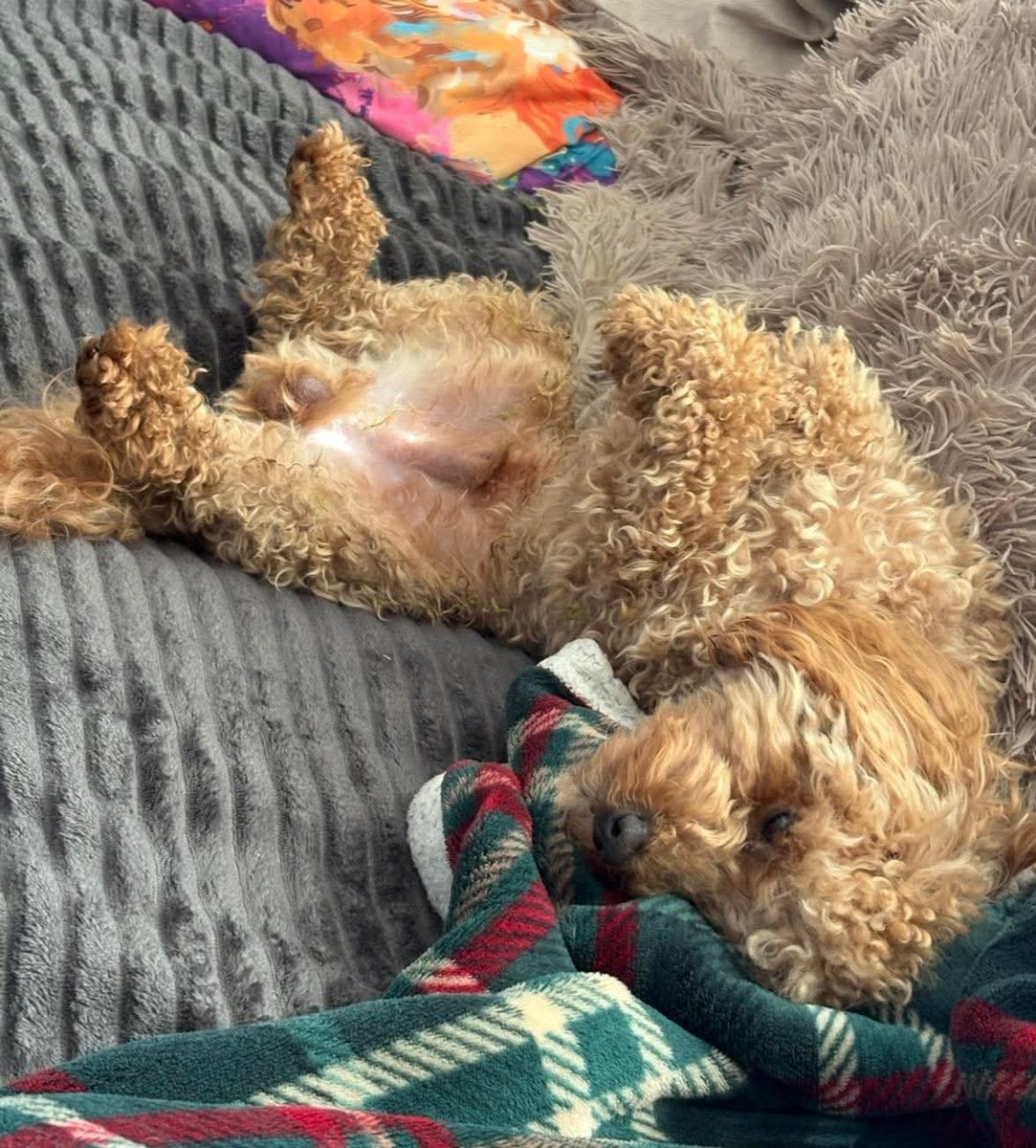 MissingPetsGB's tweet image. Nearly 9 months since Buddy went missing.
He is not forgotte not for a single second.

"I think back to this time last year &amp;amp; he was right here with us. We would never have imagined he wouldn’t be with us now."

Buddy missing since June 2025 from Auchtertool #FIFE #stolendoghour