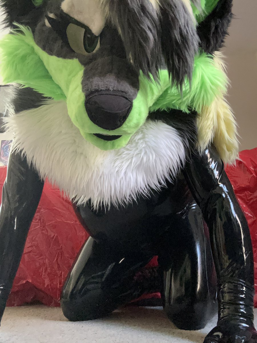 💚🏳️‍⚧️Ryder The Folfsky 🏳️‍⚧️💚🔜LVFC tweet media