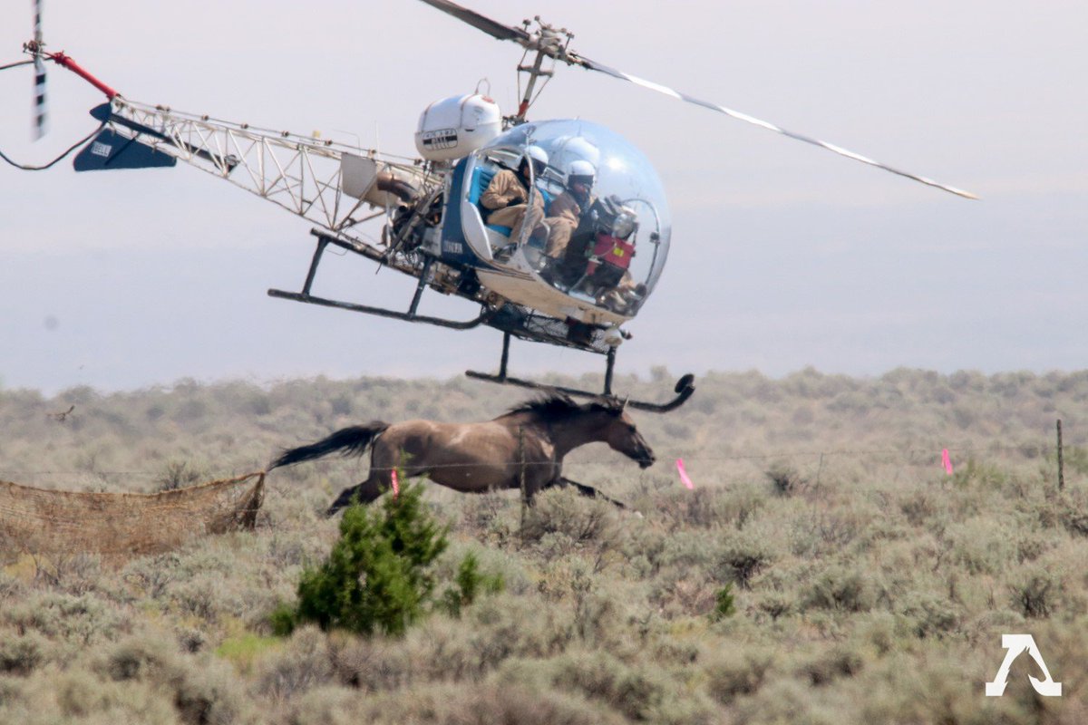 CagesFree's tweet image. We will not stay silent as “emergency” #roundups feed a #system that cannot responsibly sustain the volume 
The Brutal Reality of Wild #Horse Roundups removed
Imagine the terror of being relentlessly pursued, the deafening noise of helicopters overhead,
americanwildhorse.org/issues/wild-ho…
