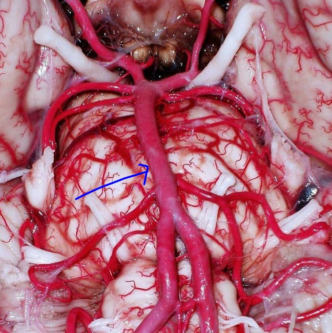 MEDICINE MADNESS tweet media