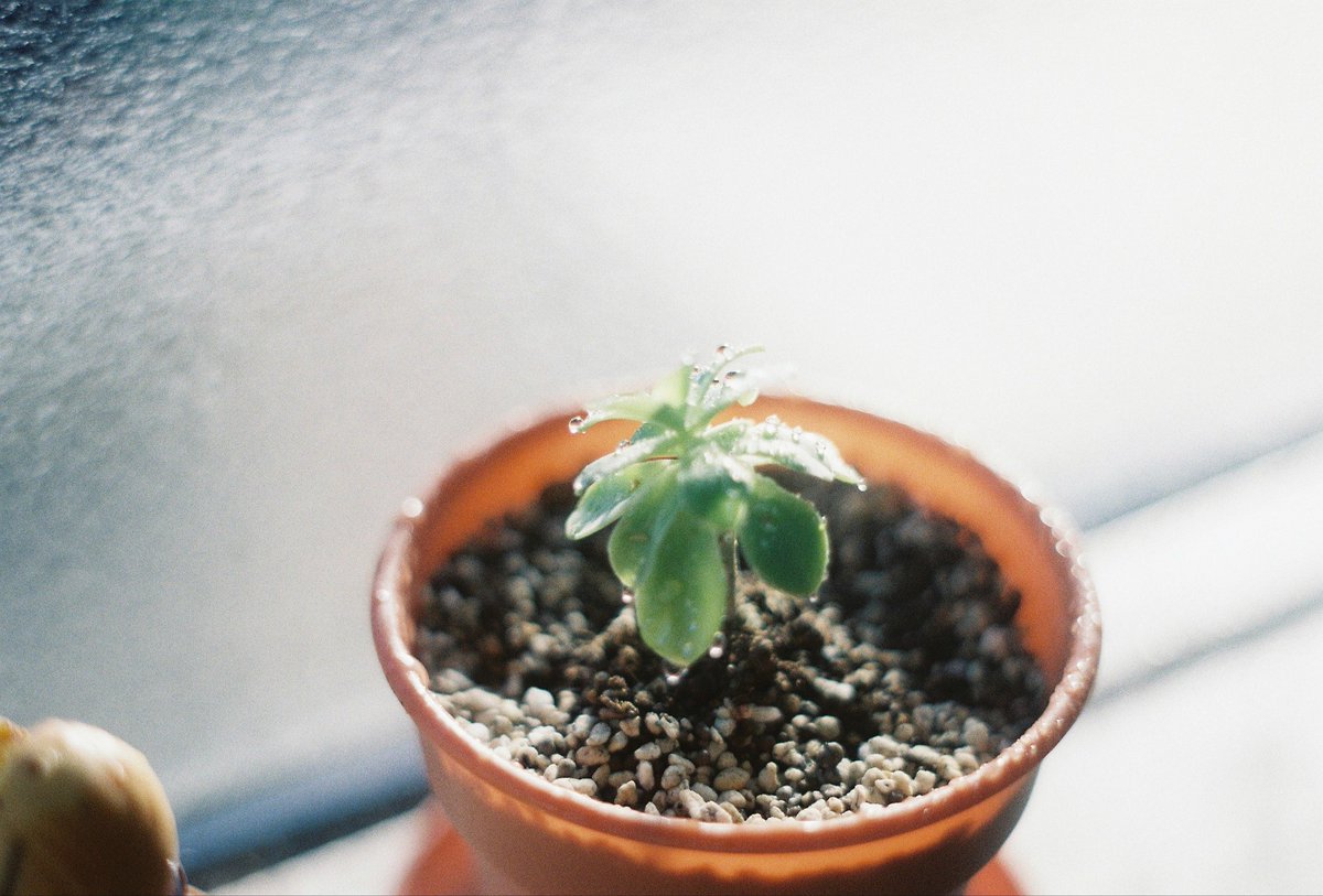 tukino hana tweet media