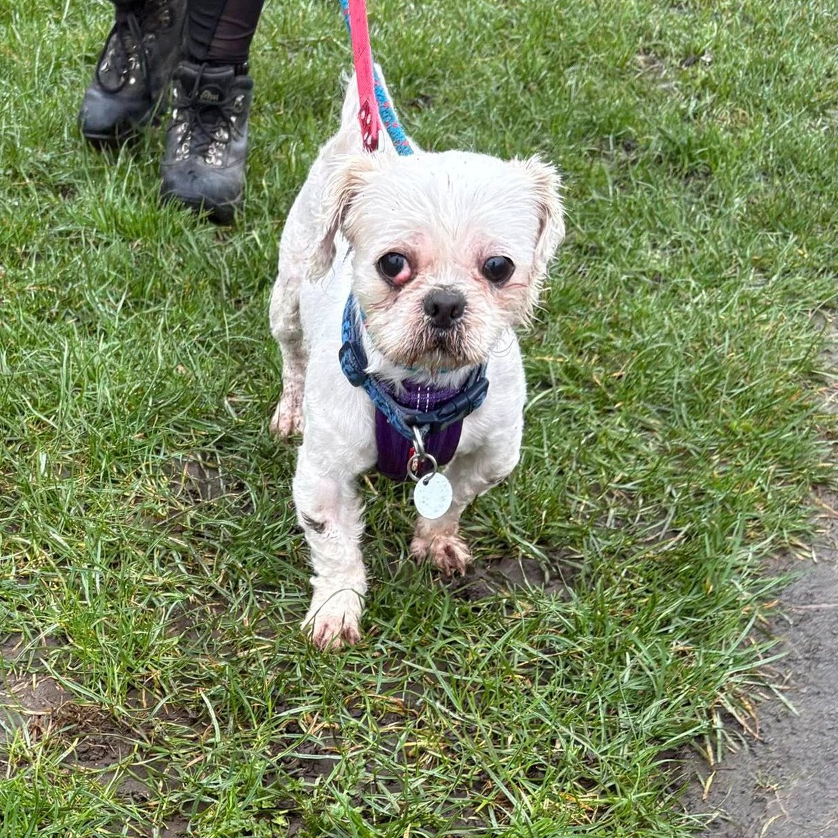rescuedoggypaws's tweet photo. Hugo is in #Lincolnshire   He's a handsome 8-yr-old boy with so much love to give. He’s an affectionate sweetheart who absolutely adores cuddles and being close to his people
He loves his walks and enjoys getting out and about. 
https://t.co/Y5BrOCyWcI
#Scunthorpe #Grimsby #Filey https://t.co/sBCutnSwDv