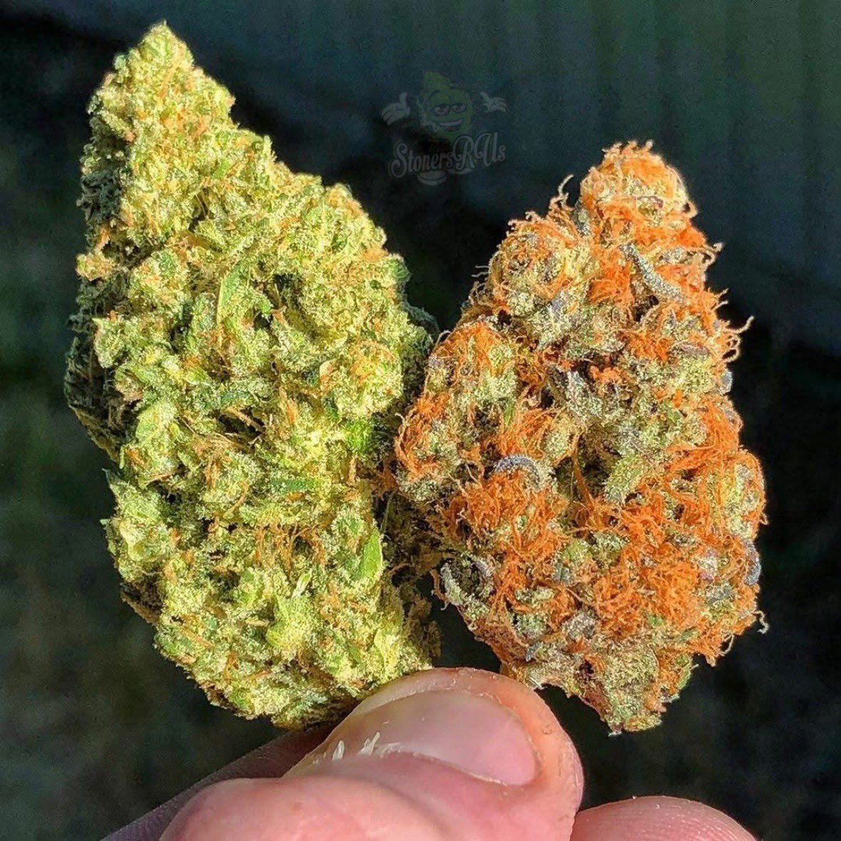 STONERS R US 🍃 tweet media