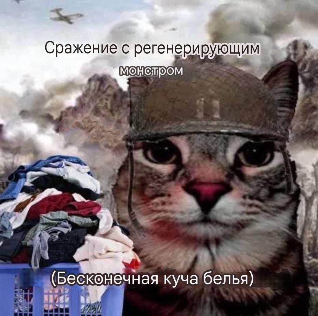 cats, i love cats (@catsilcats) on Twitter photo 