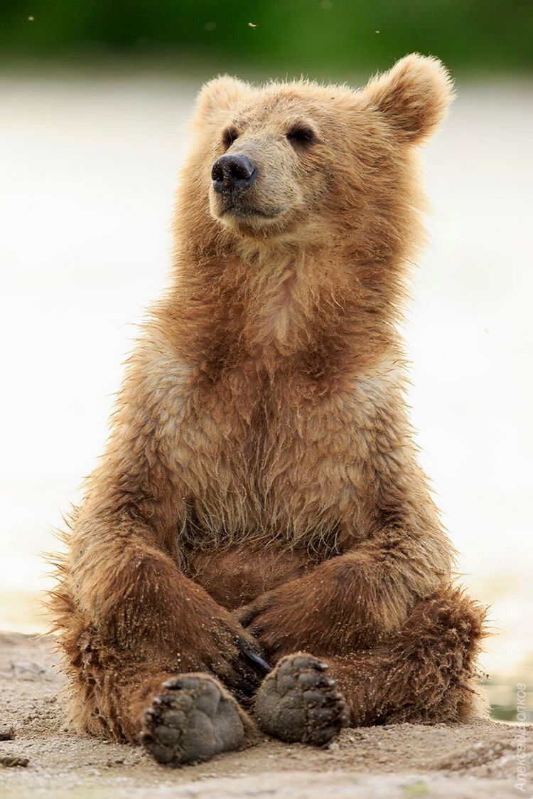 🐻 Bears Daily 🐻 tweet media