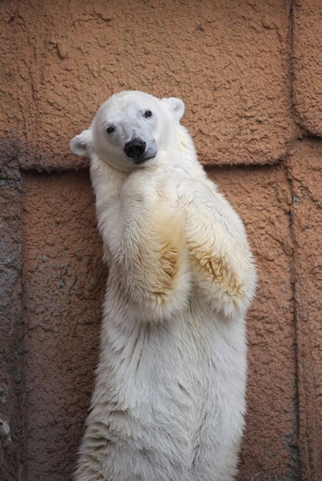 🐻 Bears Daily 🐻 tweet media