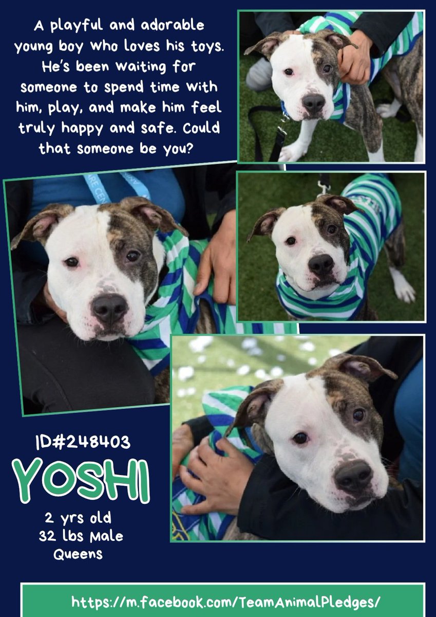 CharBolen's tweet image. YOSHI 🩵 #248403  2yr old Boy 🩵 #Nycacc
Beautiful young boy at Queens ACC 10 days..
Abandoned.. he is ready for a new start!
Loving and affectionate and very playful and 
he absolutely loves his toys!! He so deserves to 
be loved!!
#Adopt #Foster #Pledge 
LOVING HOME WANTED 🩵🏡