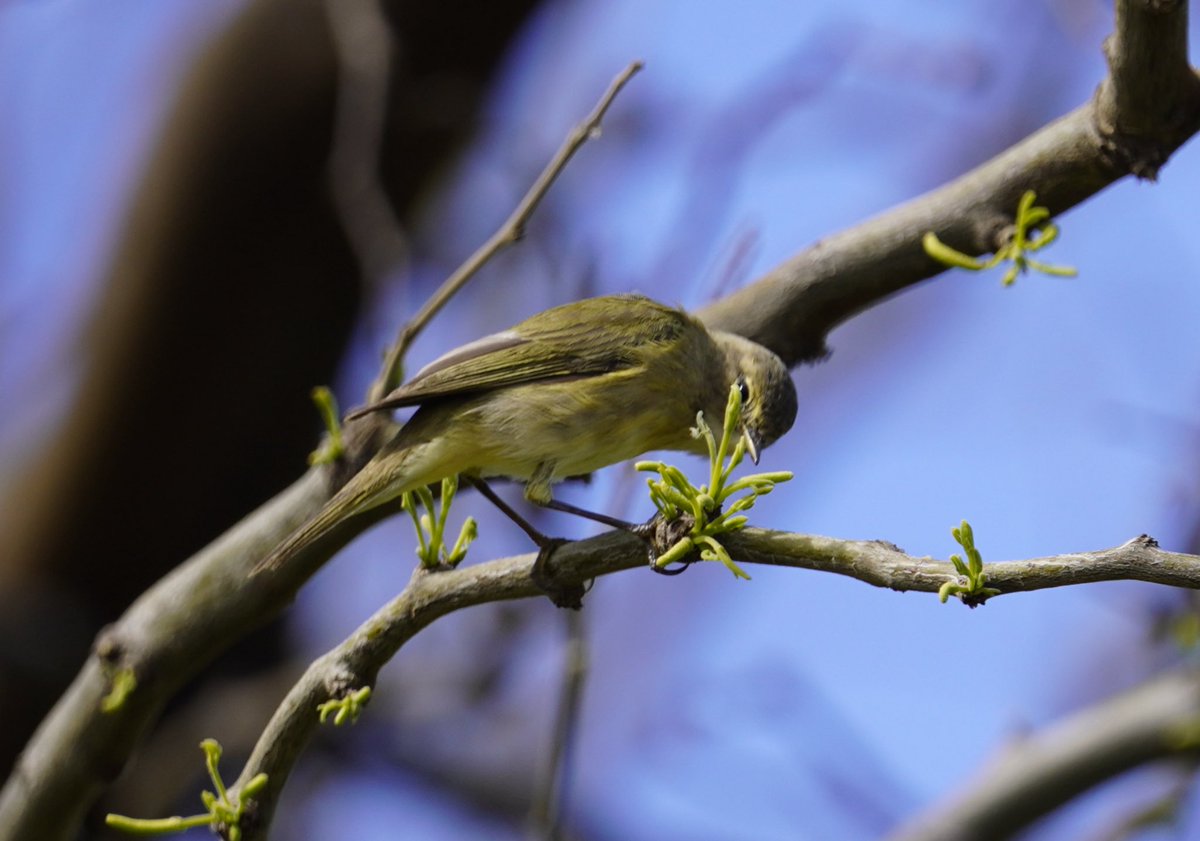 The common chiffchaff in HaYarkon. Maybe we'll meet again in a couple of months, but further north