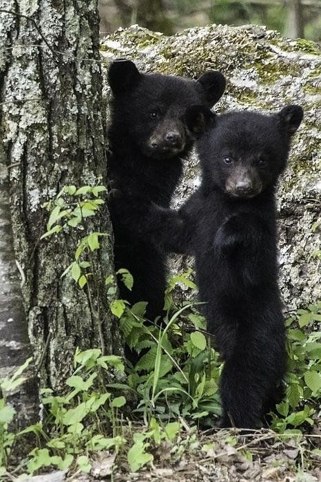 🐻 Bears Daily 🐻 tweet media