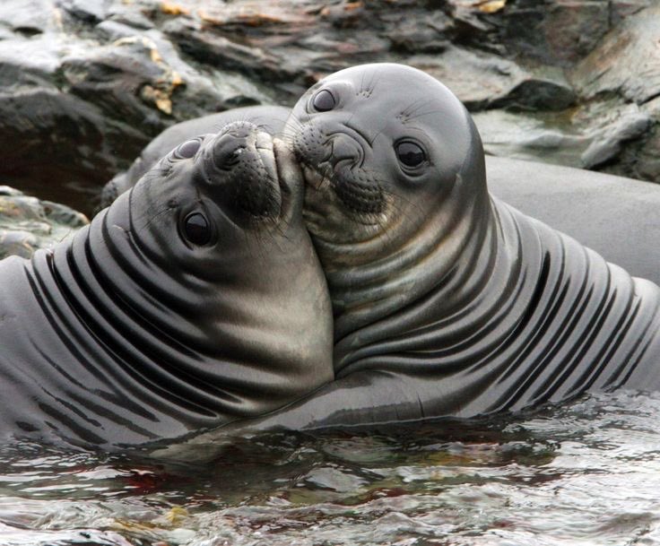 average ponsuke enjoyer tweet media