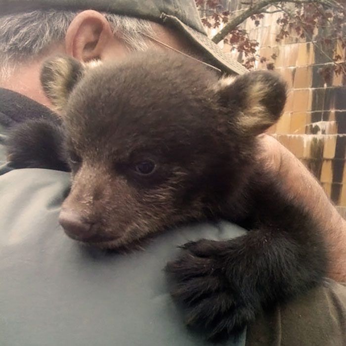 🐻 Bears Daily 🐻 tweet media