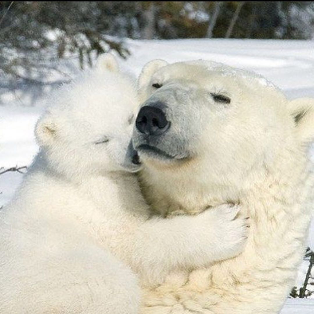 🐻 Bears Daily 🐻 tweet media