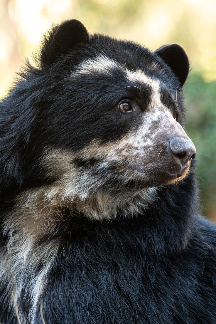 🐻 Bears Daily 🐻 tweet media