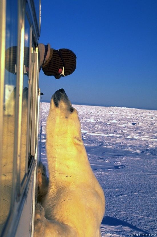 🐻 Bears Daily 🐻 tweet media