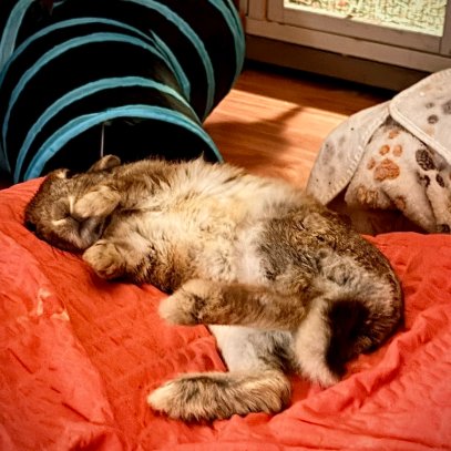 Rabbit of the Day 🐰 tweet media