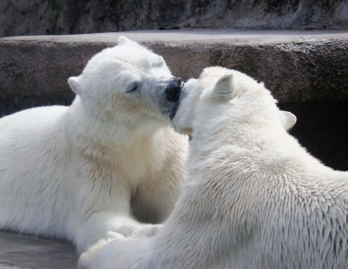 🐻 Bears Daily 🐻 tweet media