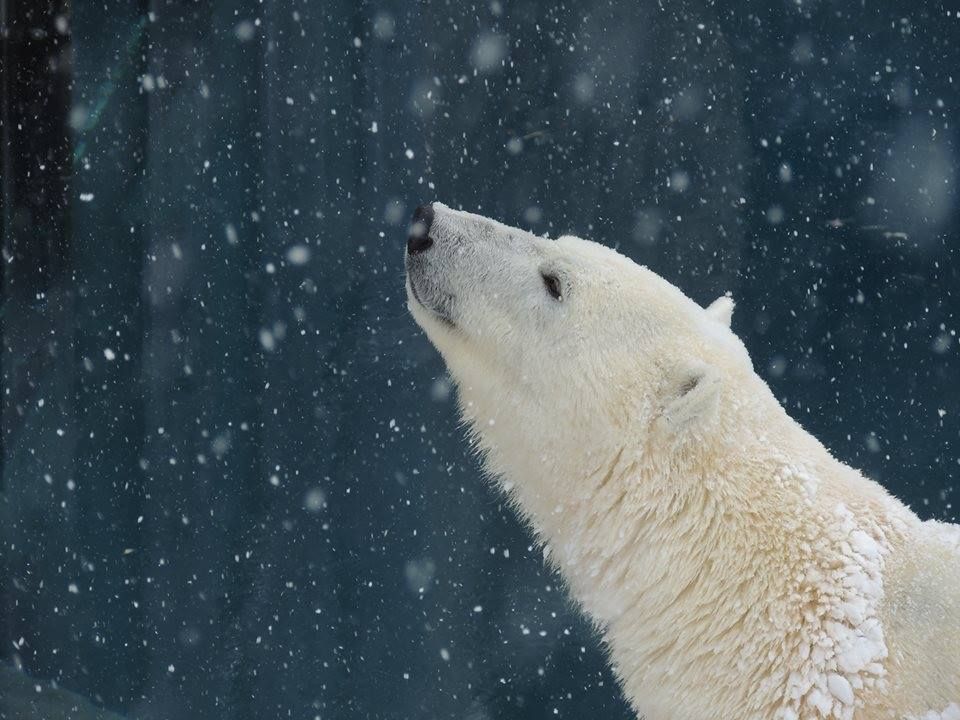 🐻 Bears Daily 🐻 tweet media