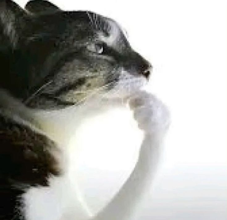 Monoxide 🍍 tweet media