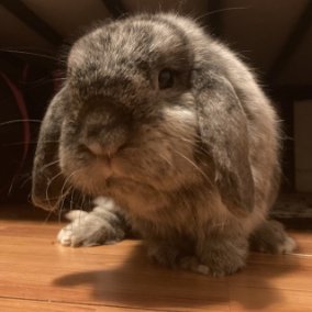 Rabbit of the Day 🐰 tweet media