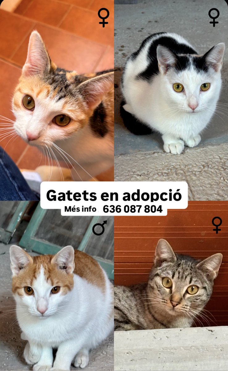 Tres mixes i un mixo de carrer busquen casa. Esterilitzats, vacunats, desparasitats. Es deixen agafar, són agraïts, són sociables. Un retuit també ajuda, en dono fe.