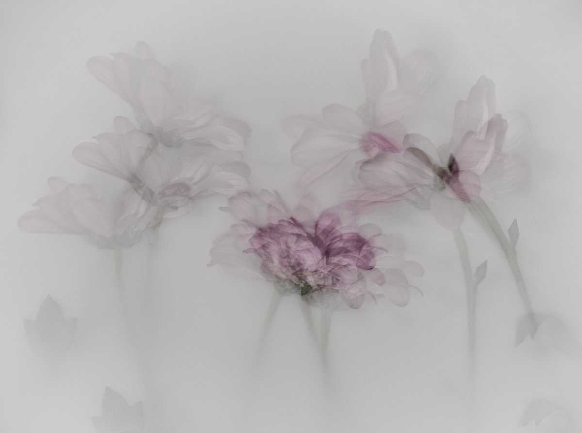 Sam_Alexandra23's tweet image. Good day Photographers &amp;amp; Friends! Today let's share our #Favourite #Subject to photograph.  Mine happens to be flowers, though I also capture several other subjects. Hope your day goes well! #Photography 📸😃