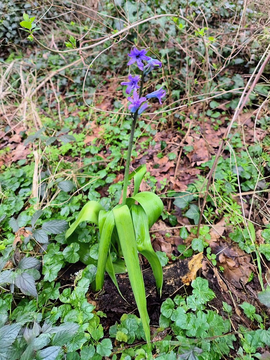 LadyGrace27's tweet image. The beauty of the woods, the rush of life, all in one run...🌿

#SundayVibes #woods #trails #running #nature 
#NatureVibes #NatureBeauty