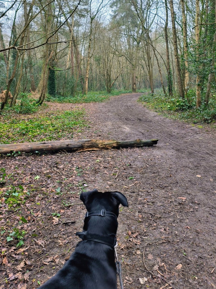 LadyGrace27's tweet image. The beauty of the woods, the rush of life, all in one run...🌿

#SundayVibes #woods #trails #running #nature 
#NatureVibes #NatureBeauty