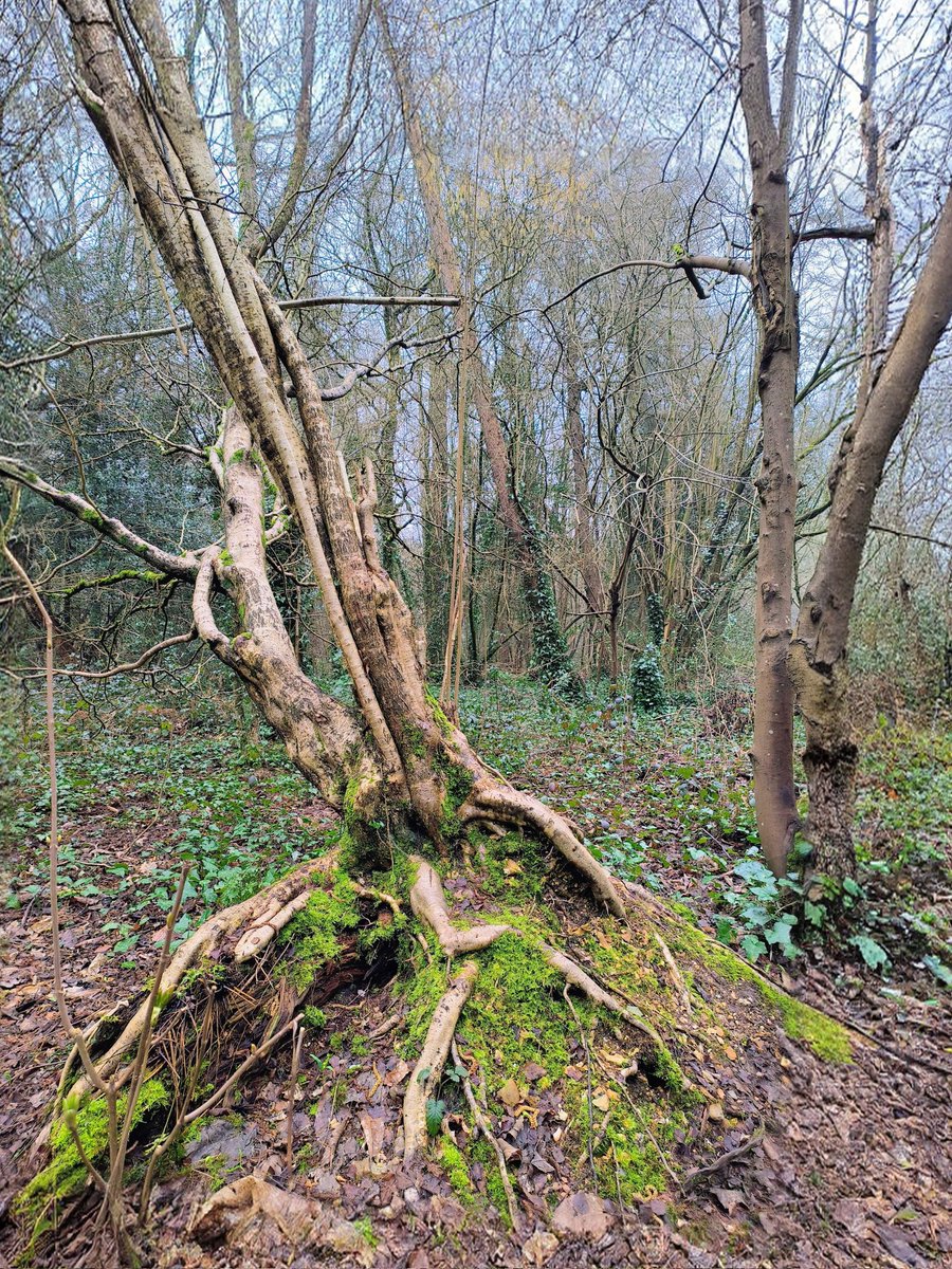 LadyGrace27's tweet image. The beauty of the woods, the rush of life, all in one run...🌿

#SundayVibes #woods #trails #running #nature 
#NatureVibes #NatureBeauty