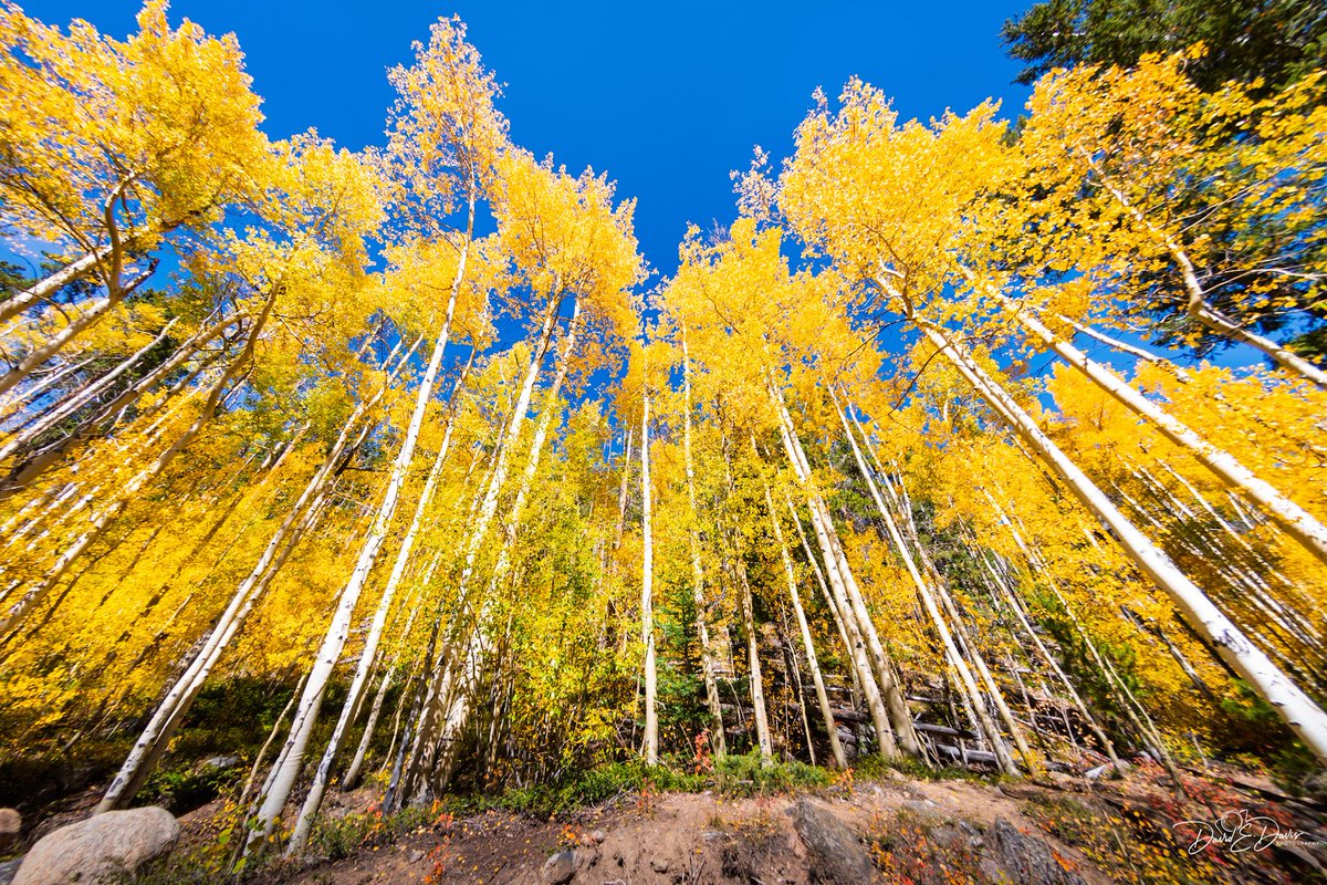 Good morning! Here’s a splash of Sunday Yellow, Colorado style. ☀️💛