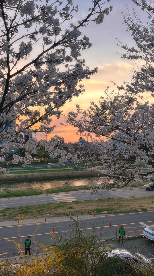 hhhsss_95's tweet photo. soon 🌸 https://t.co/C5ES7HNAFZ