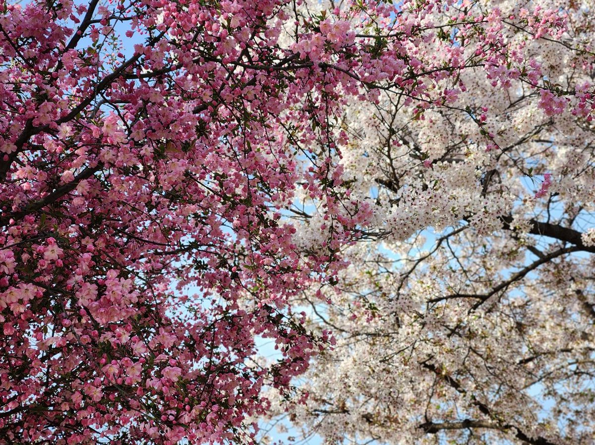 hhhsss_95's tweet photo. soon 🌸 https://t.co/C5ES7HNAFZ