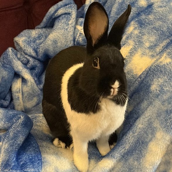 Rabbit of the Day 🐰 tweet media