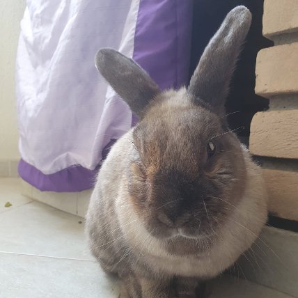 Rabbit of the Day 🐰 tweet media