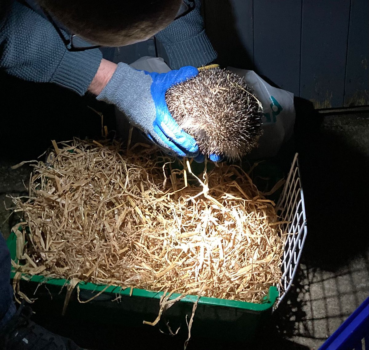 CaerphillyHog's tweet image. Alison was released on the 24/2. Internal parasites successfully treated, she went out at 1016g to a support release garden near to where she was found.  Happy exploring Alison!
#hedgehog #Alison #release #wildlife #conservation