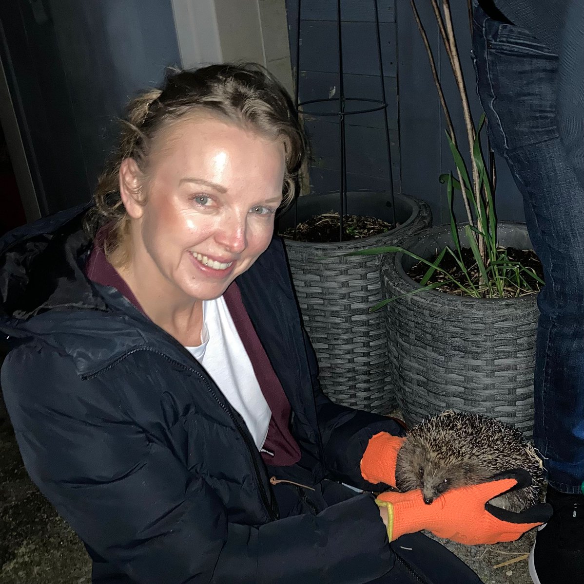 CaerphillyHog's tweet image. Alison was released on the 24/2. Internal parasites successfully treated, she went out at 1016g to a support release garden near to where she was found.  Happy exploring Alison!
#hedgehog #Alison #release #wildlife #conservation