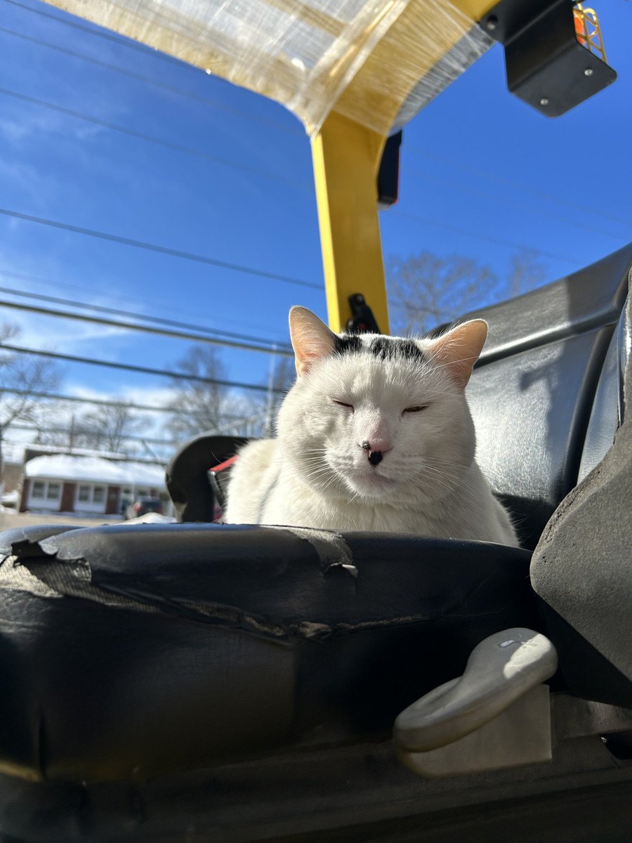 cats with jobs 🛠 tweet media